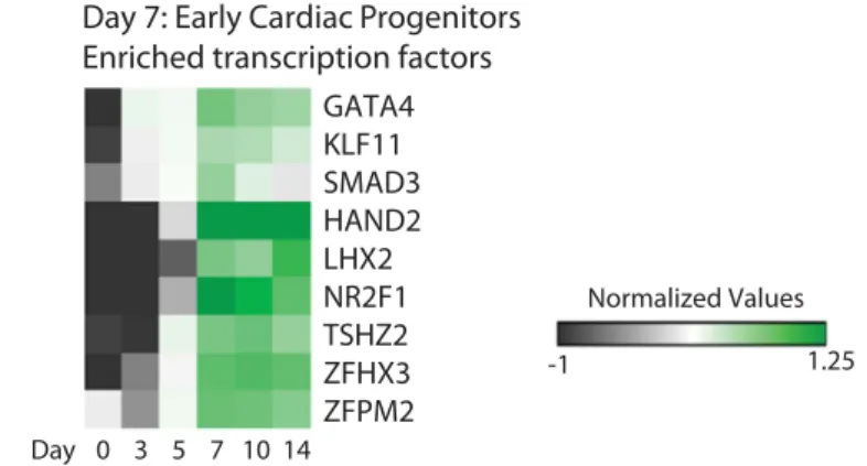 Figure 4.  Enriched transcripts at day 7 of differentiation in MESP1-mCherry derivatives