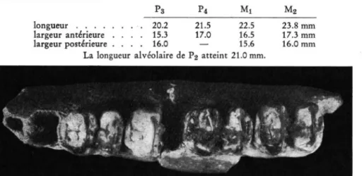 Fig. 6. Tapirus cf. arvernensis DEV. et Bounx. Virghi$ I, Secteur Ouest (Bassin de Virghis)