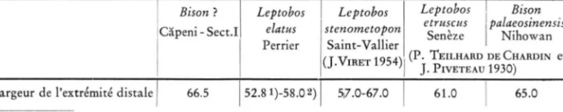 Fig. 7. Bovini cf. Bison. Cäpeni, Secteur I (Bassin de Baraolt). Canon anterieur sin., extremite  distale, vue anterieure