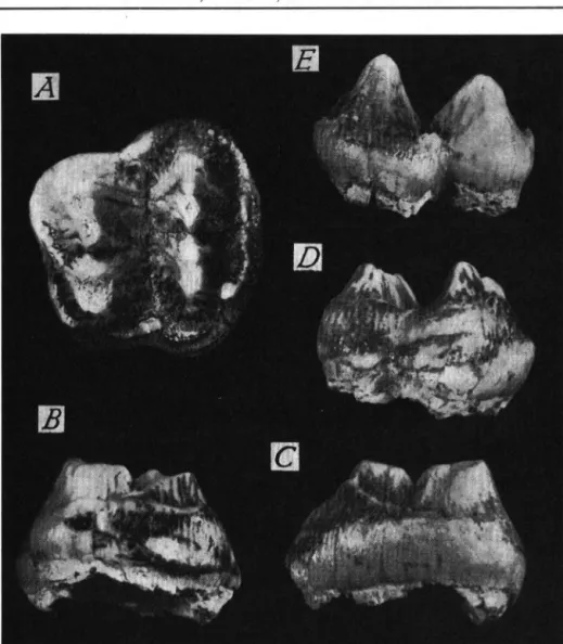 Fig. 8. Zyglophodon borsoni (HAYS). Iaräs - Cariera Nouä (Bassin de Baraolt). sin.: A