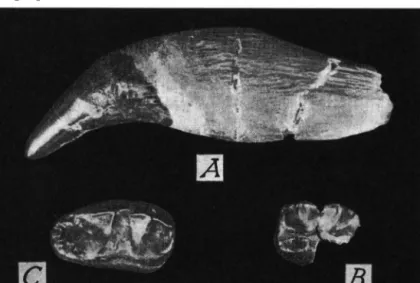 Fig. 10. Ursus etruscus G. CUVIER. Ilieni (Bassin de Ilieni).  A . C superieure sin., vue externe;  B 