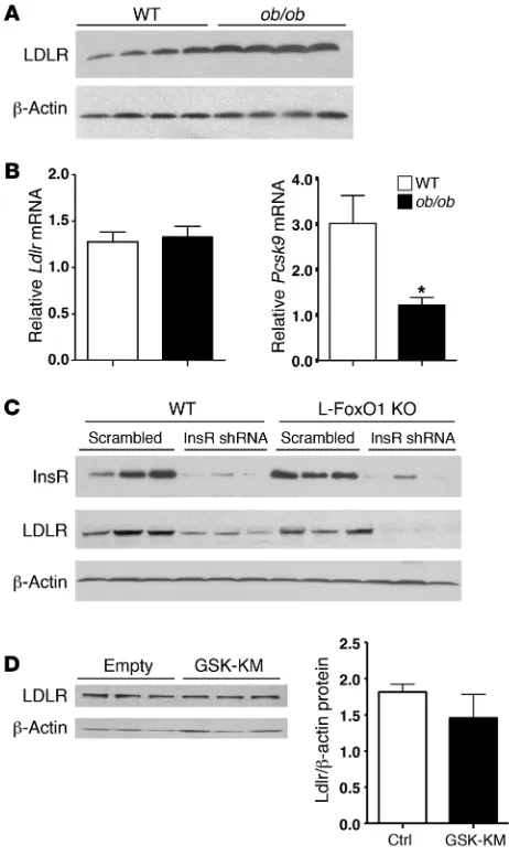 Figure 2LDLR expression in 