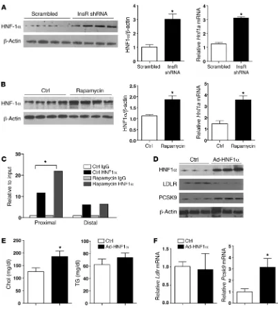 Figure 4HNF1α is involved in the regulation of LDLR by insulin signaling. (A and B) Immunoblot and real-time qPCR analysis of HNF1α in InsR- or scrambled shRNA–injected mice and vehicle- or rapamycin-treated mice
