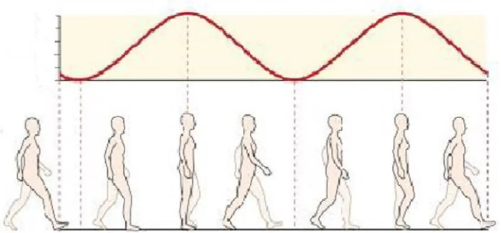 Figure 3.2: The Vertical Displacement of the Spine-Base during a Walk Process. [Source:  Kinesiology Scientific  Basis of Human Motion, 12th Edition by Hamilton, Luttgens &amp; Weimar (1991)] 