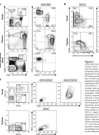 Figure 3CD4CD19-depleted tonsillar cells were simul-taneously enriched for both CD34- and CD1a-expressing cells