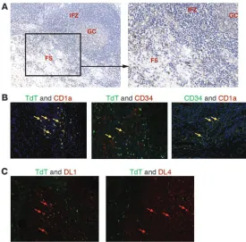 Figure 6CD1aTdT