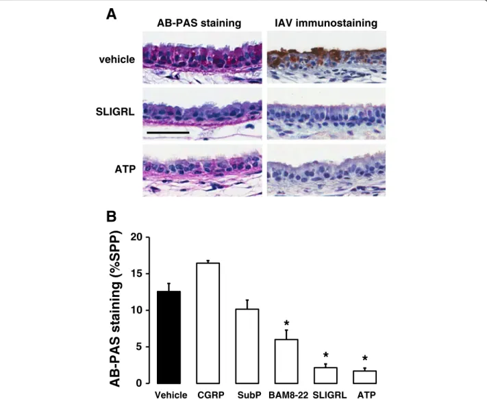 Fig. 7 Comparative effects of SLIGRL-amide and ATP on promoting mucin release and inhibiting IAV infectivity in mouse isolated tracheal segments.