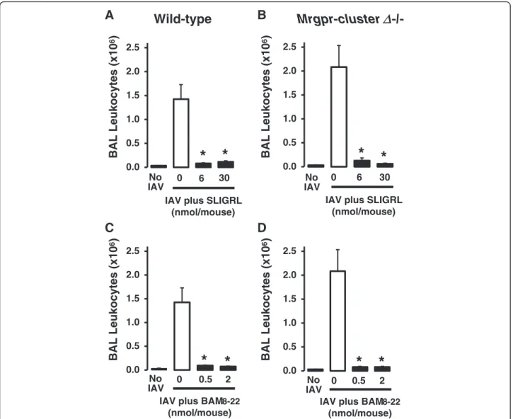 Fig. 2 Measurement of anti-IAV activities of SLIGRL-amide and BAM8-22 in wild-type and Mrgpr-cluster Δ −/− mice by counting BAL leukocytes.