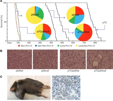 Figure 2pTCp53null mice give rise to sarcomas. (
