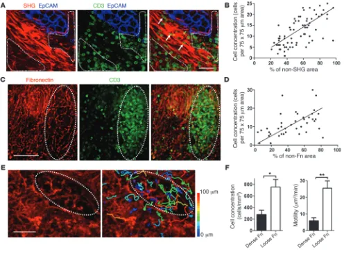 Figure 4Matrix fiber density strongly influences the localization and migration of T cells