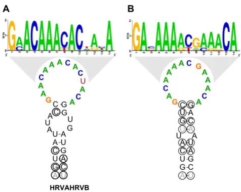 Figure 9HRVB minimal CREsConsensus structures and loop sequences for HRVA and Consensus structures and loop sequences for HRVA and HRVB minimal CREs