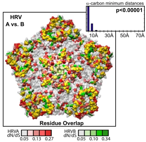 Figure 5genesComparison of selective pressure in HRVA and HRVB capsid Comparison of selective pressure in HRVA and HRVB capsid genes
