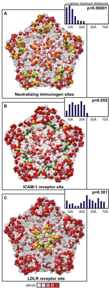 Figure 6Distribution of diversifying capsid residues relative to functional domainsDistribution of diversifying capsid residues relative to functional domains