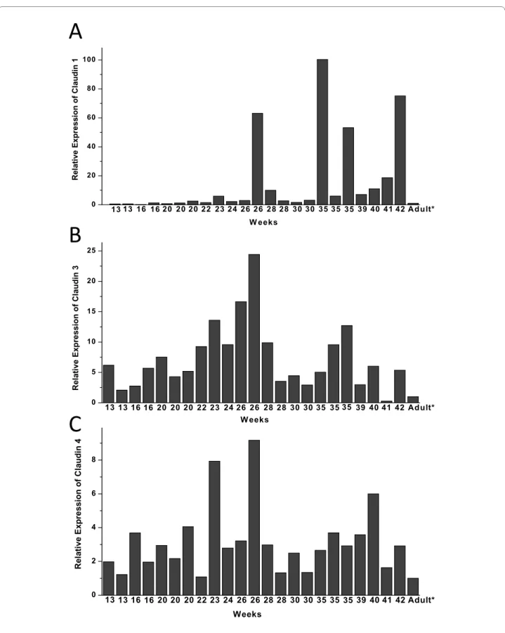 Figure 5 Quantitative RT-PCR analysis of claudin-1 (5A), claudin-3 (5B) and claudin-4 (5C) expression of RNA isolated from paraffin embed- embed-ded lung tissue samples