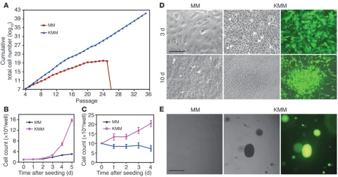 Figure 2Immortalization and transformation of MM cells by KSHV. (A) MM cells underwent crisis after 25–28 passages
