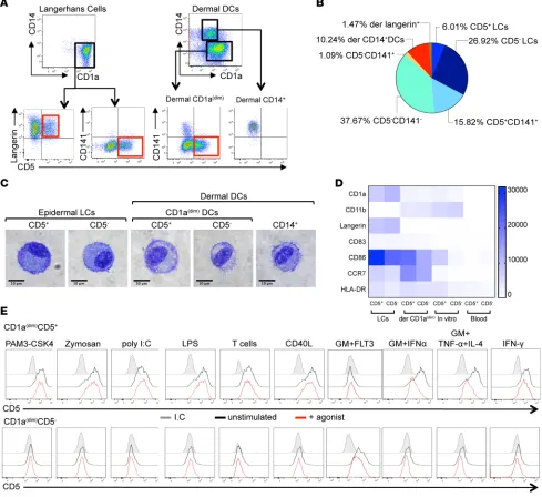 Figure 1. Identification of Langerhans cells and dermal DC subsets in human skin. (1.3%