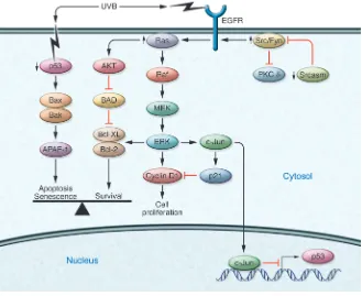 Figure 3Key signaling pathways involved in the for-