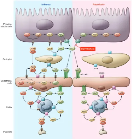 Figure 1Sites of interacting processes in Adora2b-mediated protection against AKI. During ischemia, adenine nucleotides and adenosine can theoreti-