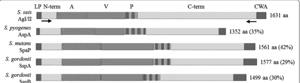 Figure 1 Characteristics of AgI/II proteins present in different streptococci. The leader peptide signal (LP), N‑terminal domain (N‑term), alanine‑rich region (A), variable region (V), proline‑rich region (P), and C‑terminal domain, and the cell wall ancho
