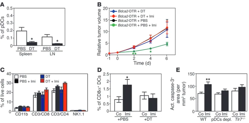 Figure 5pDCs are responsible for the tumoricidal effect of Imi. (A) Graph demonstrating the absence of pDCs (CD11c+B220+SiglecH+) in spleen and tumor draining lymph nodes of Bdca2-DTR mice depleted of pDCs by DT injection (+DT)