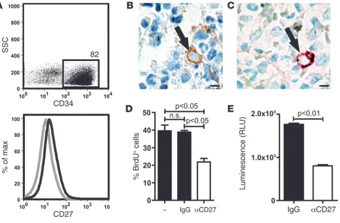 Figure 8Expression and function of CD27 on human leukemia cells. (