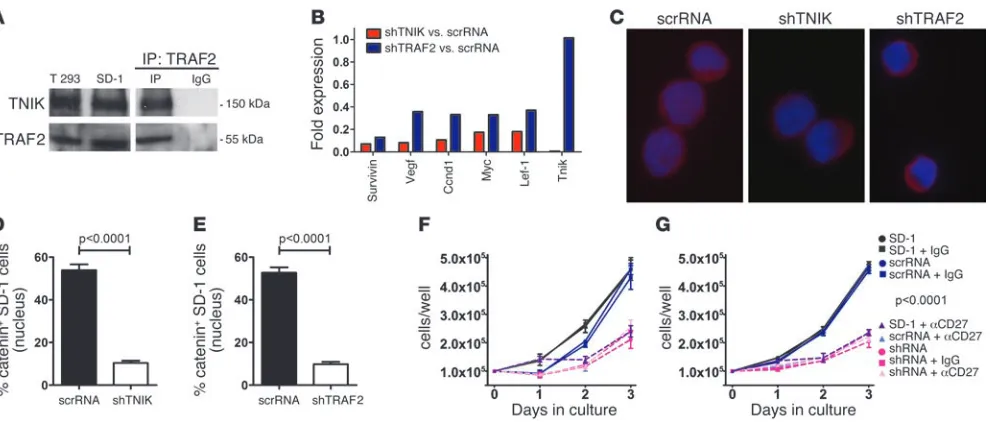 Figure 9CD27-TRAF2-TNIK signaling induces the Wnt pathway in human leukemia cells. (Gμrun in duplicate in 2 independent experiments