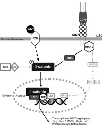 Figure 10Model of CD27-induced Wnt pathway acti-
