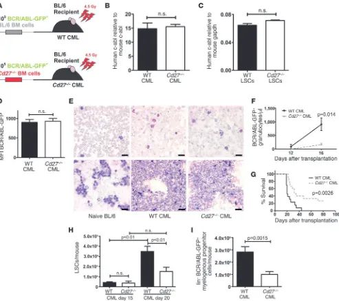 Figure 2CD27 signaling promotes CML progression. (