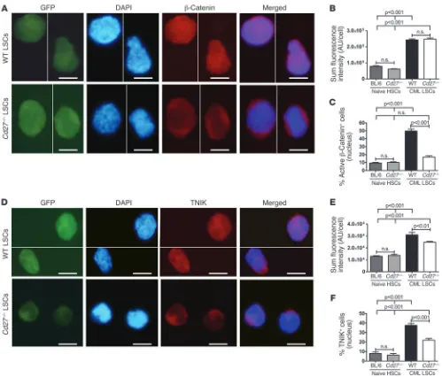 Figure 5CD27 signaling increases nuclear localization of active 