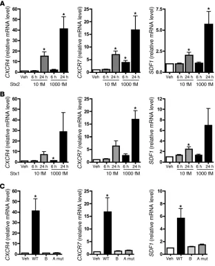 Figure 2Stx activates the CXCR4/CXCR7/SDF-1 pathway 