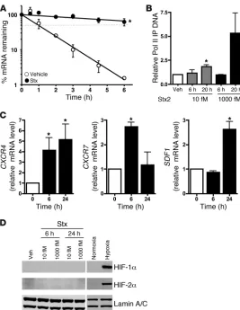 Figure 3Stx enhances CXCR4 expression by both transcriptional 