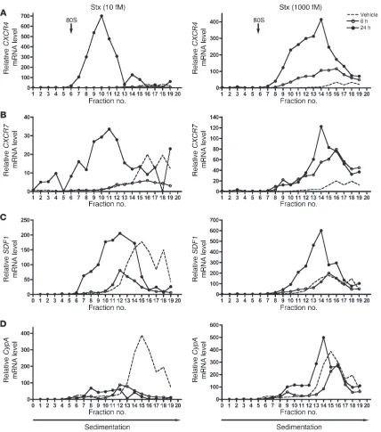 Figure 4Stx-treated cells exhibit increased CXCR4, CXCR7, and SDF1 transcripts associated with cellular polyribosomes
