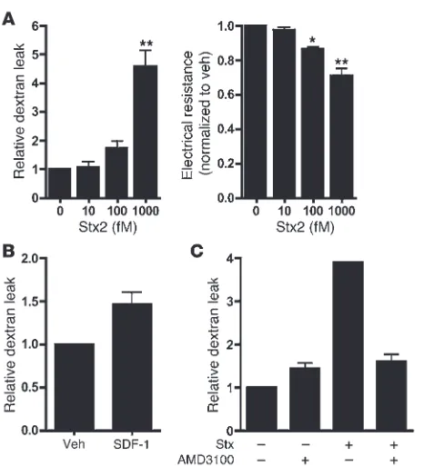 Figure 5Functional effects of Stx and the CXCR4/CXCR7/SDF-1 axis on 