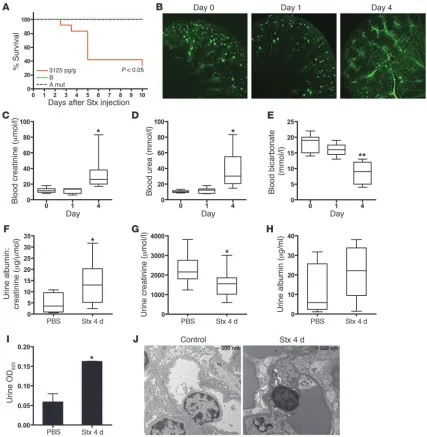 Figure 6Stx challenge causes impaired renal function and mortality in vivo. (