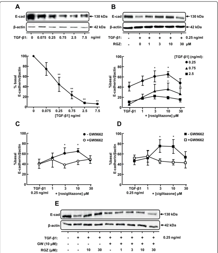 Figure 3 Regulation of TGF-b1-induced E-cadherin expression by PPARg ligands. (A) Effect of TGF-b1 on expression of epithelial marker E-cad (n = 4)