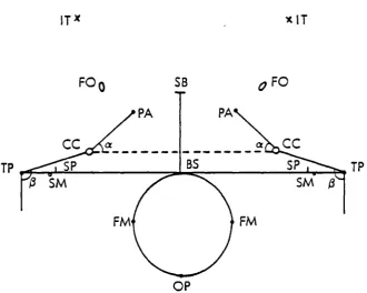 Fig. 9. Skull ba8e diagram olHomo sapiens with landmarks and angular measurements. Actual