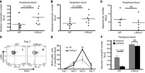 Figure 1LXR signaling regulates neutrophil homeostasis. (