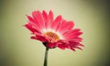 Figure 4(a): Sunflower cover image 