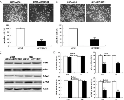 Figure 4. Knockdown of CTHRC1 inhibits glioma cells adhesion ability. A, B. Cell attachment assay after CTHRC1 knockdown in U251 and U87 cells