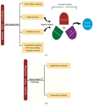 Figure 3. A novel functional and/or integrated modeling software for jujube fruit cracking