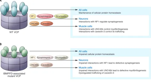 Figure 1Function and dysfunction of VCP in health and disease. (