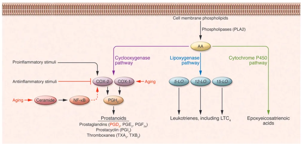 Figure 2The pathways for eicosanoid biosynthesis. AA is released from cellular membrane phospholipids by phospholipases such as PLA2 in response 