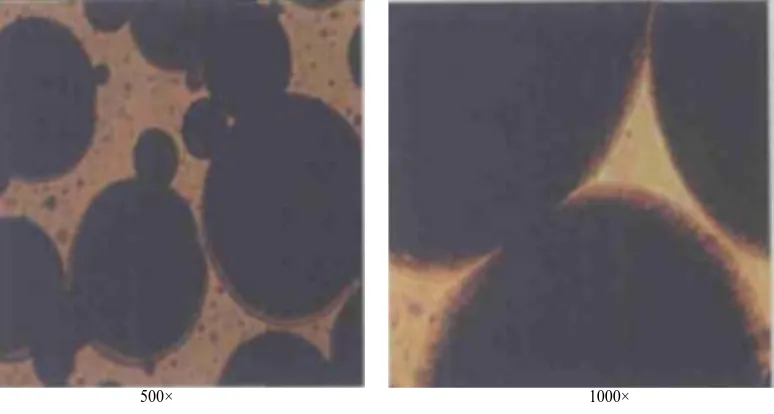 Figure 1. Microscopic photos of emulsion. 