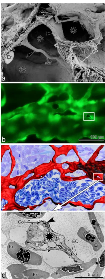 Fig. 5    Intussusceptive angiogenesis—the methodological chal- chal-lenge.  a Scanning electron microscopy image of transluminar  pil-lars
