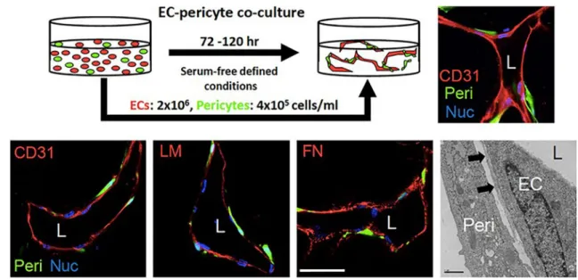 Fig. 7    Serum-free defined model of human endothelial cell-pericyte  tube co-assembly in 3D collagen matrices