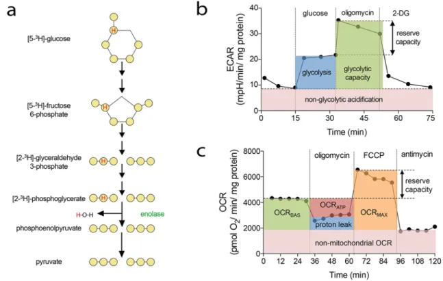 Fig. 9    Methods to measure EC metabolism using radioactive tracers  and Seahorse XF analyzer