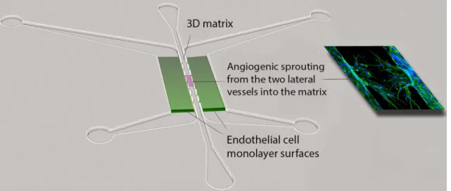 Fig. 10    PDMS microfluidic device for analyzing angiogenesis. 