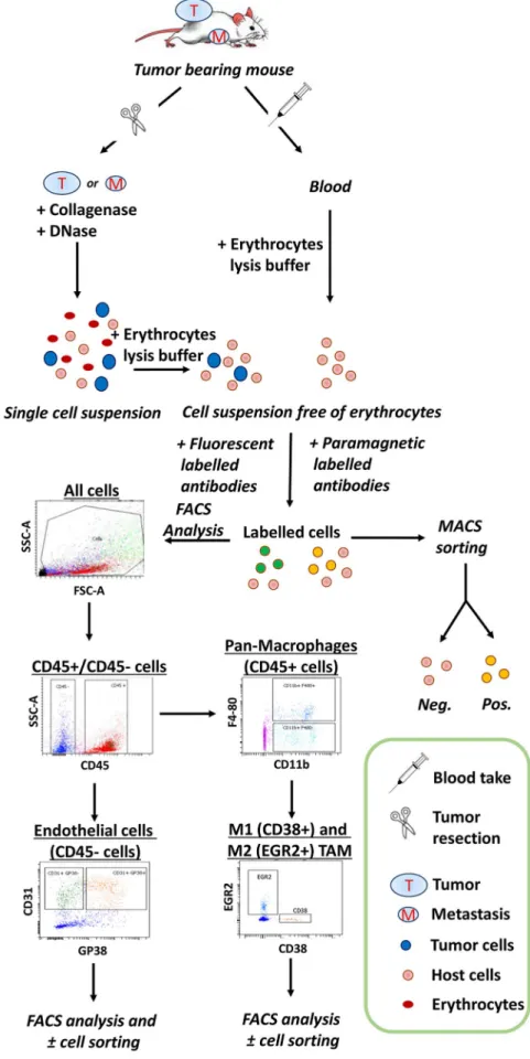 Fig. 11    Representative flow- flow-chart of flow cytometry and cell  sorting experiments