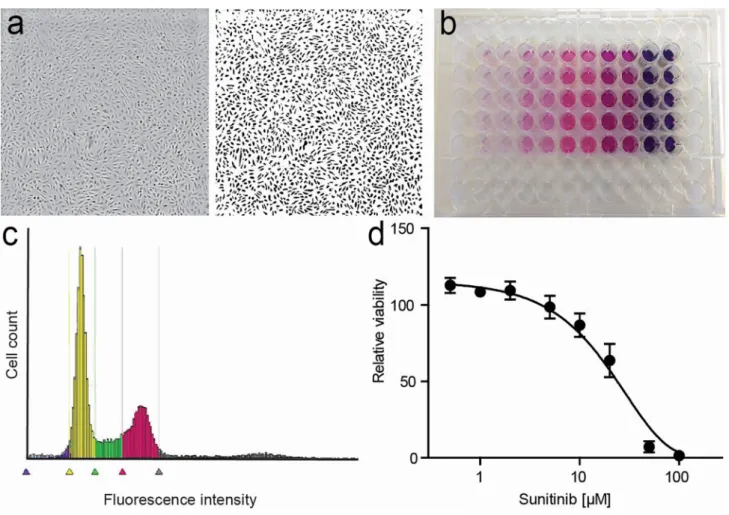 Fig. 1    Endothelial cell proliferation assays. a Phase-contrast image  (left) and binarized image of HUVEC grown in a regular 96-well  plate