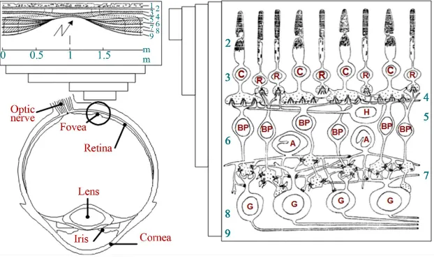 Figure 1. The neuronal organization of the retina. R: rods; C: cones; BP: Bipolar; G: Ganglion cells